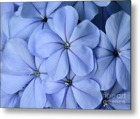 Flower Metal Print featuring the photograph Pretty Plumbago by Sabrina L Ryan