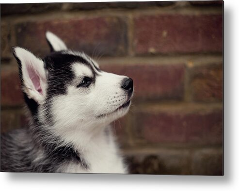 Pets Metal Print featuring the photograph Profile Of A Husky Puppy by Images By Christina Kilgour