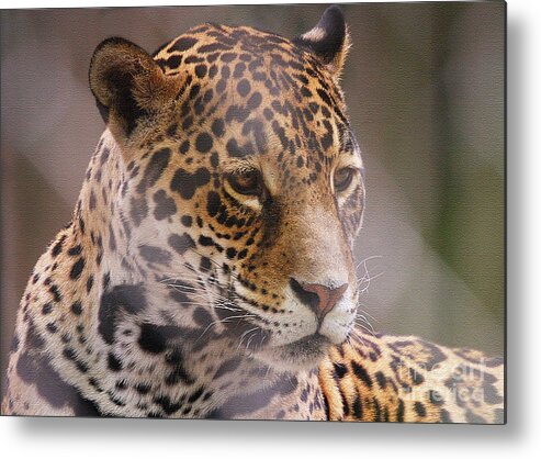 Leopards Metal Print featuring the photograph Out Of Africa by Geoff Crego