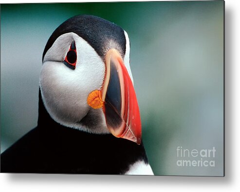 Atlantic Puffin Metal Print featuring the photograph Puffin Head Shot by Jerry Fornarotto