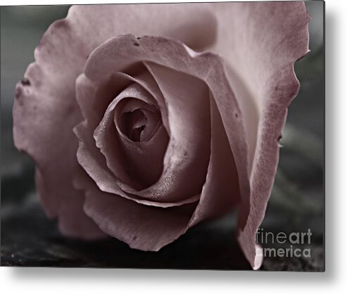 Rose Metal Print featuring the photograph Pure Love by Clare Bevan