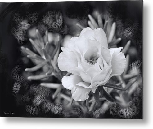 Portulaca Metal Print featuring the photograph Purely Portulaca by Bonnie Willis