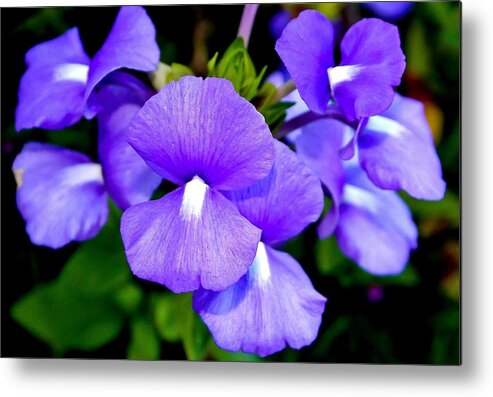 Flowers Metal Print featuring the photograph Purple Flowers by Craig Watanabe