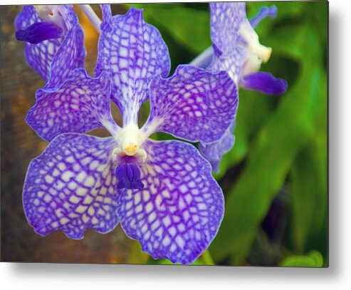 Orchid Metal Print featuring the photograph Purple Orchid by Matthew Bamberg