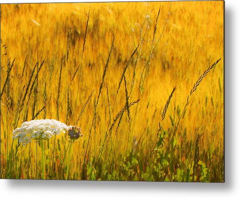Field Metal Print featuring the photograph Queen Anne's Lace by Theresa Tahara