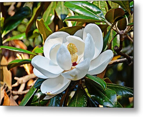 Flower Metal Print featuring the photograph Queen of the South by Linda Brown