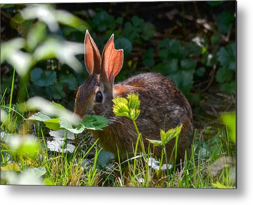 Rabbits Ears Metal Print featuring the photograph Rabbit Ears by Michael Hubley