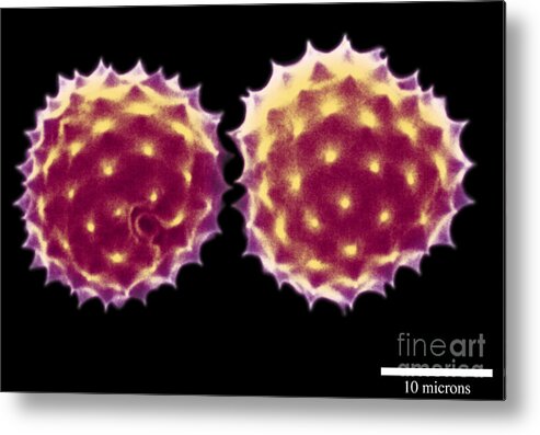 Ragweed Metal Print featuring the photograph Ragweed Pollen Grains by Scott Camazine