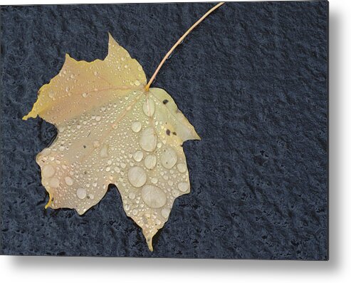 Nature Metal Print featuring the photograph Rain Drops on a Yellow Maple Leaf by Lynn Hansen