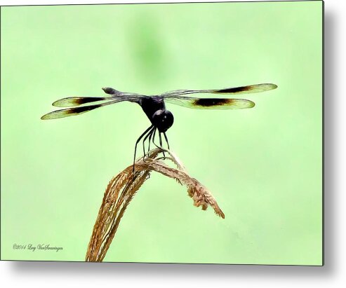 Dragonfly Photograph Metal Print featuring the photograph Ready for TakeOff by Lucy VanSwearingen