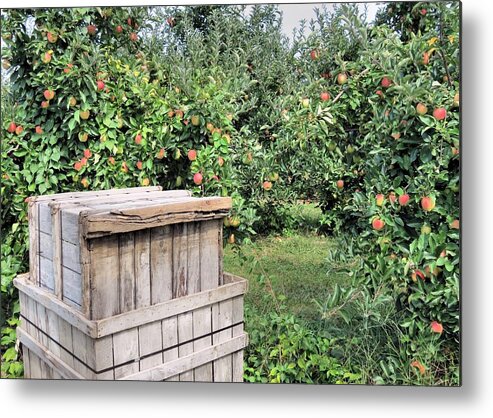 Apples Metal Print featuring the photograph Ready to be Picked by Janice Drew