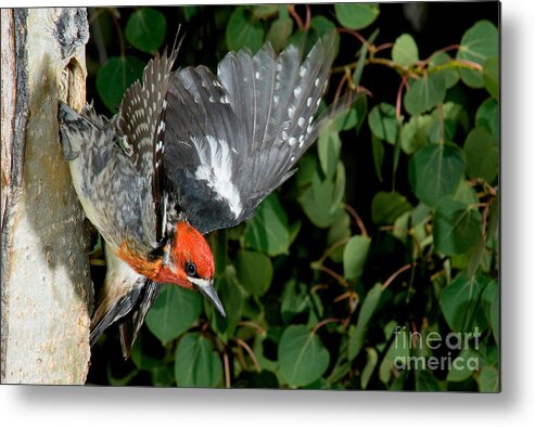 Fauna Metal Print featuring the photograph Red-breasted Sapsucker by Anthony Mercieca