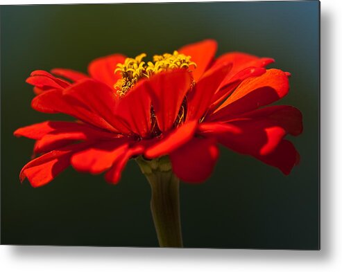 Zinnia Metal Print featuring the photograph A Bee's Eye View by Onyonet Photo studios