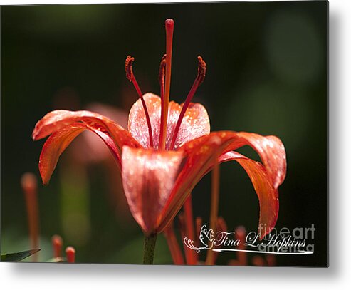 Photograph Metal Print featuring the photograph Red Day Lily 20120615_45a by Tina Hopkins