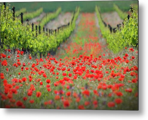 Landscape Metal Print featuring the photograph Red District by Ales Komovec