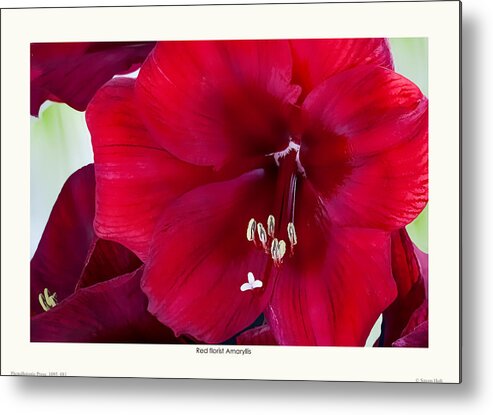 Red Flowers Metal Print featuring the photograph Red florist Amaryllis by Saxon Holt