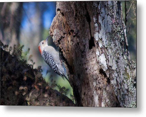 Wildlife Metal Print featuring the photograph Red Headed Woodpecker by Kenneth Albin
