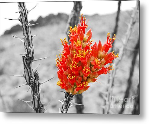 Travelpixpro Metal Print featuring the photograph Red Ocotillo Flower in Big Bend National Park Color Splash Black and White by Shawn O'Brien
