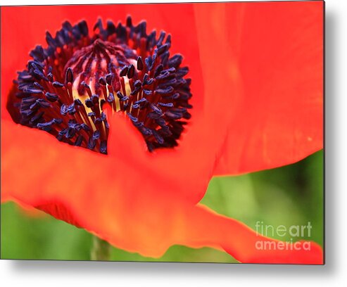 Poppy Metal Print featuring the photograph Red Poppy by Linda Bianic