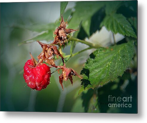 Red Raspberry Metal Print featuring the photograph Red Raspberry by Yumi Johnson