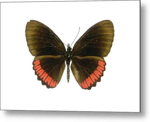 Entomology Metal Print featuring the photograph Red rim butterfly by Science Photo Library