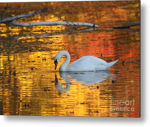 Golden Metal Print featuring the photograph Reflections on Golden Pond by Jayne Carney