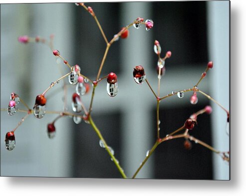 Flower Metal Print featuring the photograph Repeated Reflections by Kelly Nowak