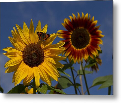Summer Metal Print featuring the photograph Resting by Shirley Mitchell