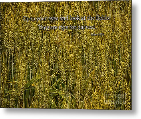 Scripture Photography Metal Print featuring the photograph Ripe Wheat Fields by Priscilla Burgers