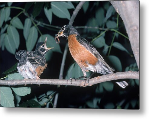 American Robin Metal Print featuring the photograph Robin Feeding Chick by John Mitchell