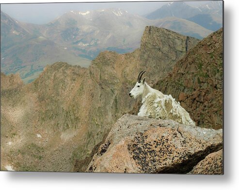 Horned Metal Print featuring the photograph Rocky Mountain Goat by Robin Wilson Photography