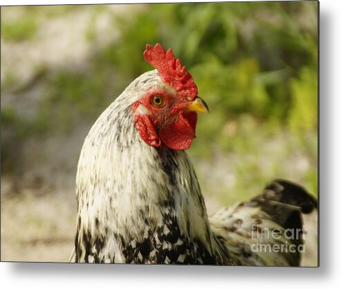 Rooster Metal Print featuring the photograph Rooster by Tina Hailey