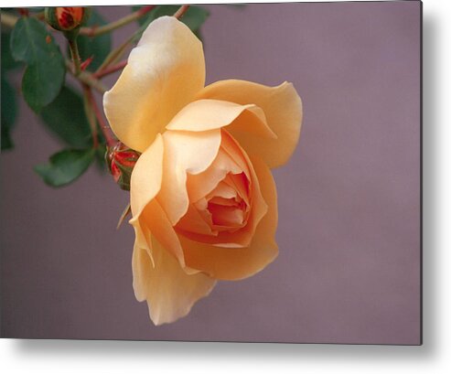 Flower Metal Print featuring the photograph Rose 4 by Andy Shomock