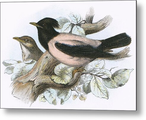 British Birds Metal Print featuring the photograph Rose Coloured Starling by English School