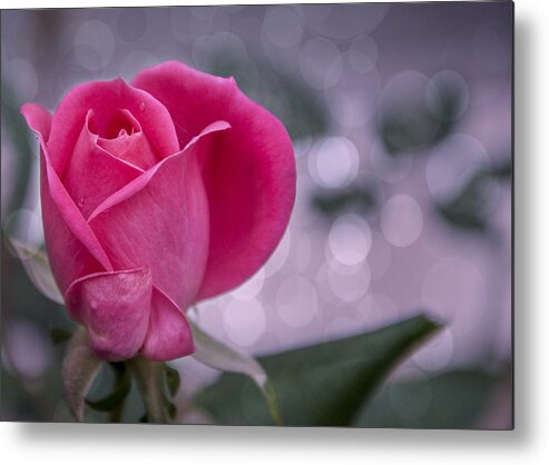 Flower Metal Print featuring the photograph Rose Drops by Cathy Kovarik