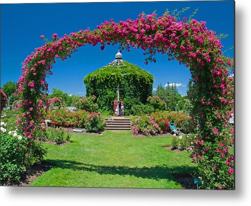 Rose Metal Print featuring the photograph Rose garden by David Freuthal