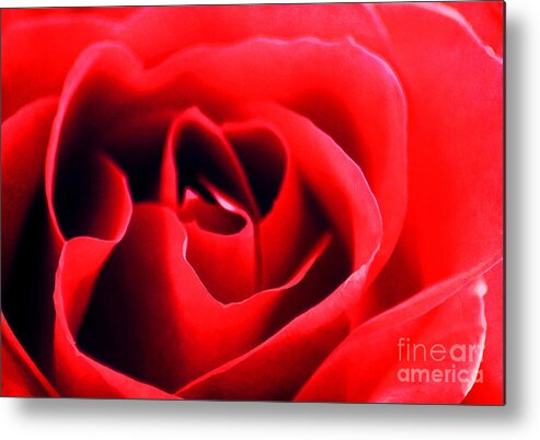 Affection Metal Print featuring the photograph Rose Red by Darren Fisher