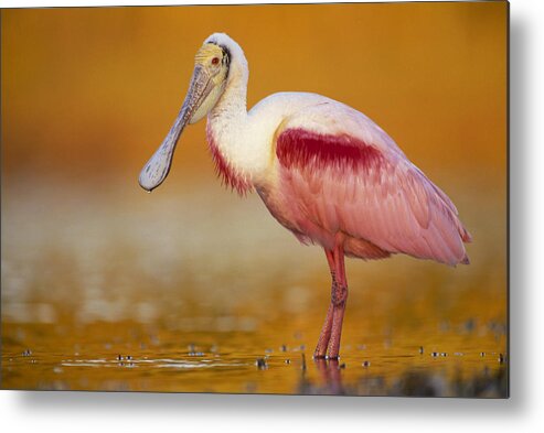 00171406 Metal Print featuring the photograph Roseate Spoonbill in Breeding Plumage by Tim Fitzharris