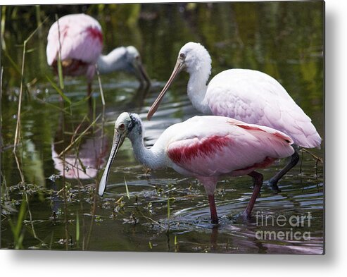 Roseate Spoonbills Metal Print featuring the photograph Roseate Spoonbills No.4 by John Greco