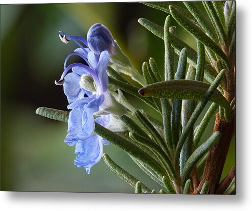 Rosemary Metal Print featuring the photograph Rosemary Flowers by Jim Zablotny