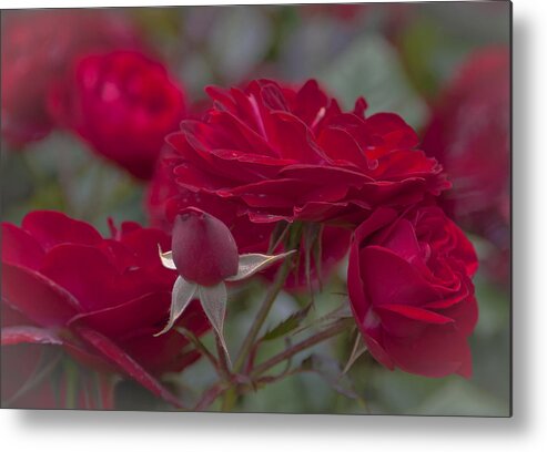 Roses Metal Print featuring the photograph Roses and Roses by Maj Seda