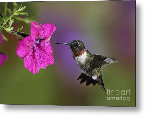 Ruby-throated Metal Print featuring the photograph Ruby-throated Hummingbird - D004190 by Daniel Dempster