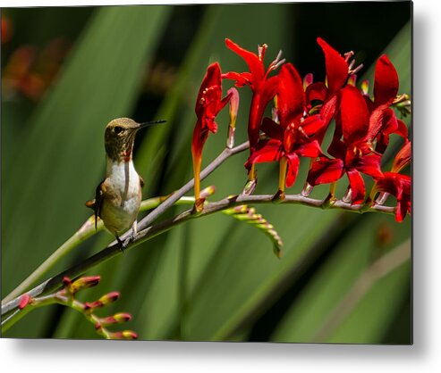 Rufous Hummingbird Metal Print featuring the photograph Rufous Hummingbird Female No. 3 cropped by Belinda Greb