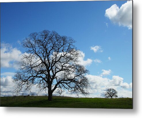 Tree Metal Print featuring the photograph Same Tree Many Skies 11 by Robert Woodward