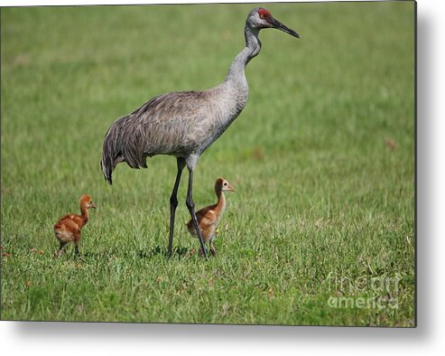 Sandhill Cranes Metal Print featuring the photograph Sandhill Crane and Two Colts by John Greco