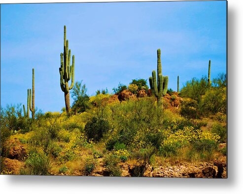 Cactus Metal Print featuring the photograph Sargaro Cactus and flowers by Nancy Jenkins