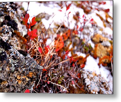 Red Leaf Metal Print featuring the photograph Scarlet Touch by HweeYen Ong