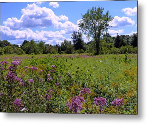 Summer Metal Print featuring the photograph Scenic Trail by Janice Drew