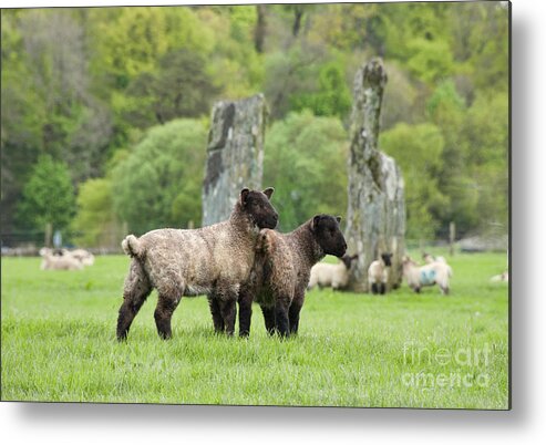 Neolithic Metal Print featuring the photograph Scottish Sheep by Juli Scalzi