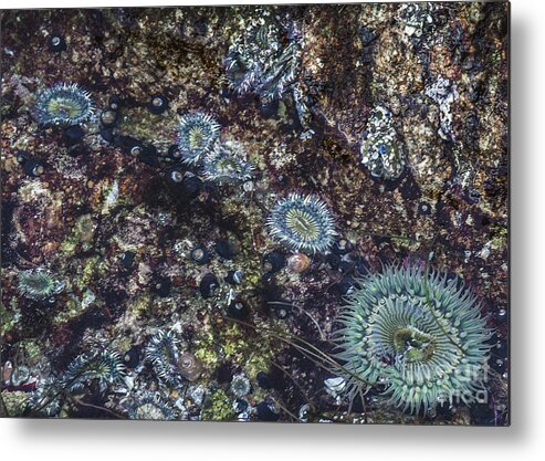 Anenome Metal Print featuring the mixed media Sea Anenome Jewels by Terry Rowe